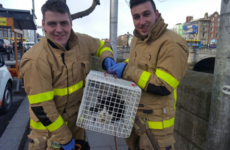 Dublin firefighters have rescued a cat from the Liffey