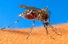 Warning issued over fake malaria drugs