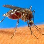Warning issued over fake malaria drugs