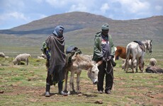 China's demand for medicine fuels African donkey slaughter