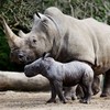 Dublin Zoo confident in its security as European zoos take extra steps to protect rhinos