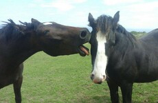 At crisis point: Over €1 million spent to destroy 2,000 horses in Dublin