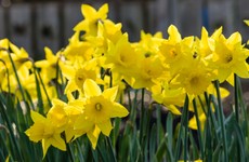 Poll: Do you plan to do something for Daffodil Day?
