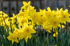 Poll: Do you plan to do something for Daffodil Day?