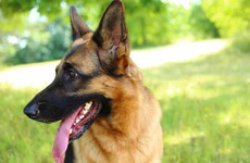Judge says it was regretful that dog owner did not do 'proper decent thing' in child biting case