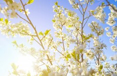Gardening: It's spring in the veg patch and we have a recipe for broccoli and cheese risotto