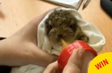 Look at this tiny hare that was rescued after being dropped by a bird near Dublin Airport