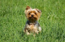 Woman who said her dog's remains were left at her front door now admits to killing it in washer-dryer