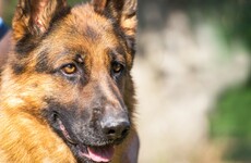 German Shepherds can detect breast cancer by sniffing bandages