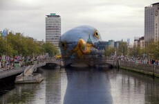 New feature on TheJournal.ie will help combat scourge of seagulls