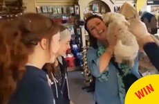 The heartwarming moment a Wexford family was reunited with their stolen dog after six months