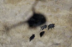 Oklahoma residents armed with machine guns to be allowed hunt pigs from helicopters