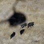 Oklahoma residents armed with machine guns to be allowed hunt pigs from helicopters