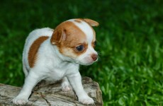 Puerto Rican man who bit off the head of girlfriend's chihuahua gets jailed for seven years
