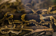 Farmer's body discovered inside giant python in Indonesia