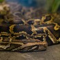 Farmer's body discovered inside giant python in Indonesia