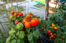 GIY: Growing tomatoes successfully and a pitta pocket recipe