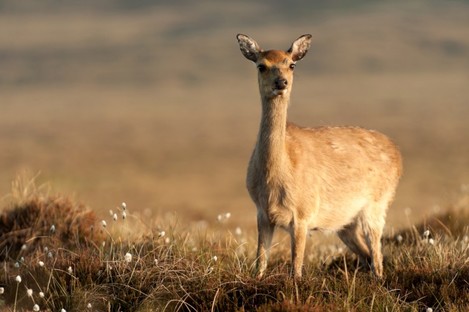 A young Sika deer in low sunlight in Co. Wicklow. 