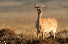 Anger over calls for 50,000 deer to be culled in Wicklow