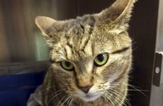 Nobody knows how this cat made a two-year, 4,800km journey from California to Canada