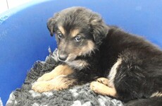 Gardaí seized more puppies at Dublin Port last night