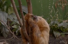 Everyone fell in love with Dublin Zoo's elderly sloth on RTÉ last night
