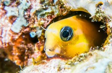 Heroin-like venom from tropical fish could lead to new pain relief