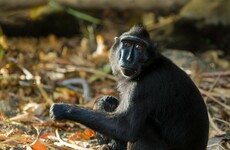 Indonesia's 'selfie monkey' threatened by hunger for its meat