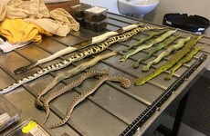 Australia halts cargo of snakes, vipers and tarantulas labelled as '2 pair shoes'