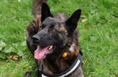 Four-year-old police dog wins top UK award for finding missing woman in below freezing conditions