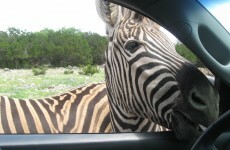 It's Friday so here's a slideshow of zebras from around the world