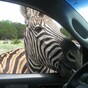 It's Friday so here's a slideshow of zebras from around the world