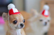 10 chihuahua Instagram accounts that will instantly ease your Sunday night Fear