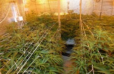 Gardaí seize cannabis plants worth €200,000 in Mayo