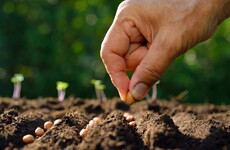 GIY column: This week, it's time to start sowing your vegetable seeds