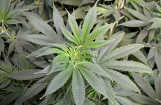 For the first time, a country will sell recreational marijuana in its pharmacies