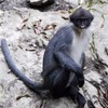 Monkey long-believed to be extinct discovered in Indonesia