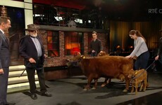 The 'world's smallest cow' from Sligo was one of the star guests on the Late Late last night