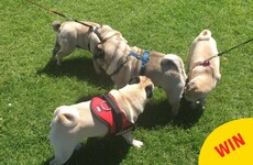 There's a 'Dublin Pug Club' where hundreds of pugs meet and play together every month