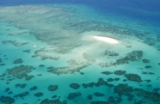 'Zero prospect' of recovery after Great Barrier Reef decimated by the heat and Cyclone Debbie