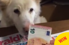This Meath shop's star cashier is a sassy dog called Bláthnaid