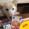 This Meath shop's star cashier is a sassy dog called Bláthnaid