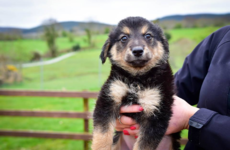 Humans of Dublin teamed up with the DSPCA to create the heartbreaking 'Rescue Dogs of Dublin'