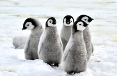 7,000 year old penguin poo reveals volcanic eruptions almost wiped out Antarctic sea bird colony