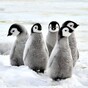 7,000 year old penguin poo reveals volcanic eruptions almost wiped out Antarctic sea bird colony