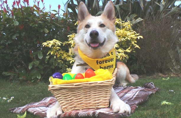 Image showcasing Here's why your dog shouldn't eat chocolate · TheJournal.ie