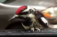 Driver gets more than he bargained for when woodpecker hitches lift on car