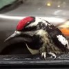 Driver gets more than he bargained for when woodpecker hitches lift on car