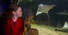 'She's a curious little thing': Meet the first tropical stingray to be born in Ireland