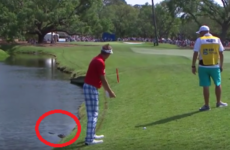 Ian Poulter had an 'unnerving' encounter with an alligator last night
